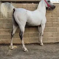 اسب نریان سواری دار میدون رو