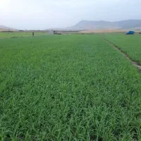 زمین کشاورزی