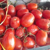 گوجه درجه یک