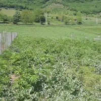 فروش زمین نزدیک به بافت در سوادکوه