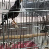 مرغ مینا سه عدد نر سخنگو