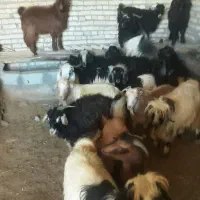 بز وبزغاله|حیوانات مزرعه|نظر کهریزی, |دیوار