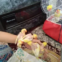 کوتوله فروشی|پرنده|بیرجند, |دیوار