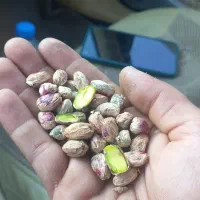 مغزپسته