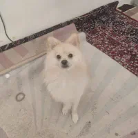 پامر اشپیتز