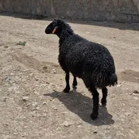 نژاد همو و هترو|حیوانات مزرعه|خرمدره, |دیوار