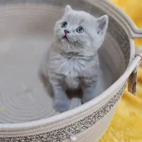 گربه چشم ابی