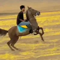 اسب