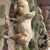 قوچ دامازدیخ