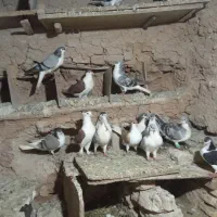 کفتر ساده|پرنده|باخزر, |دیوار