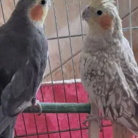 عروس هلندی نر طوسی