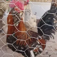 خروس گلین پاکور