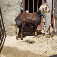 قوچ کله سفید عتیقه