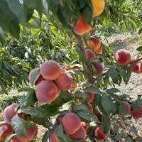 نهال انواع میوه اصلاح شده لیبل‌دار|خدمات باغبانی و درختکاری|سراب, |دیوار