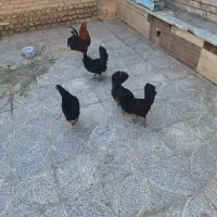 مرغ و خروس