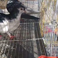 چپ سیاه وامری سیاه ماده|پرنده|بردسکن, |دیوار