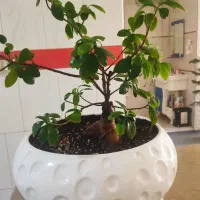 فروش گل های اپارتمانی|گل و گیاه طبیعی|شیراز, شهرک مهدی‌آباد|دیوار