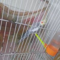 جفت عروس هلندی کار داده