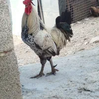 خروس