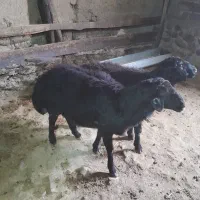 دوعدد قوچ قره قزل|حیوانات مزرعه|خلخال, |دیوار