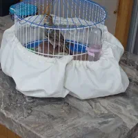 سهره خاکی|پرنده|اردبیل, |دیوار