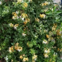 فروش باغ خرمالو به مساحت ۴۰۰۰ متر چهارده