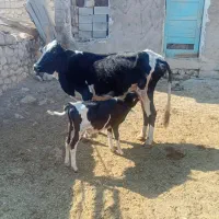 دام زنده|حیوانات مزرعه|فلارد, |دیوار