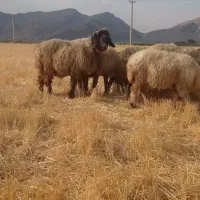 قوچ