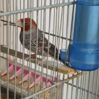 فنچ سرآلویی طوطیوار