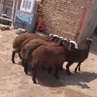 سبک و سنگین چاق گوشتی گوسفند زنده|حیوانات مزرعه|قزوین, |دیوار