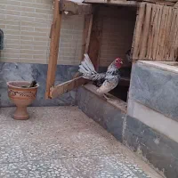 مرغ و خروس سیبرایت