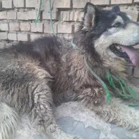 سگ هاسکی