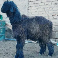 بره قوچ نازدار بره کهره میش بز کهره|حیوانات مزرعه|مرودشت, ثبت احوال|دیوار