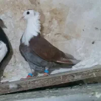 کفتر پرشی کلاغ کرواتی طوقی سینه سرخ دم ابلغ سار|پرنده|مشهد, طبرسی شمالی|دیوار