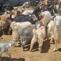 فروش 28راس بزکهره دار