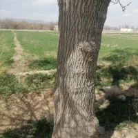 برش انواع چوب صنوبر کبود ونو تیرخشک وچوب باغی