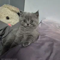 بچه گربه اسکاتیش اصیل|گربه|کرمان, |دیوار