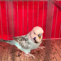 دوعدد مرغ عشق انگلیسی|پرنده|چهاردانگه (تهران), |دیوار