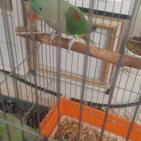 شاه طوطی نر ۴ماهه سخنگو به شرط|پرنده|بیرجند, |دیوار