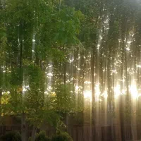 اجاره مغازه گود گویم