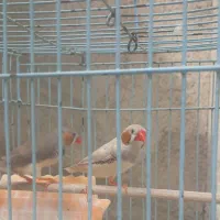 فروش فنچ دو عدد