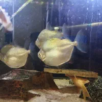 ماهی گوشتخوار ۴ تا دالر سوپر سایز با هم