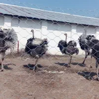 جوجه شتر مرغ گیلان|حیوانات مزرعه|سنگر, |دیوار