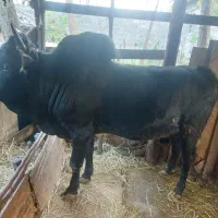 ورزا محلی هم داشتی هم گوشتی کم سن|حیوانات مزرعه|رشت, لاکان|دیوار