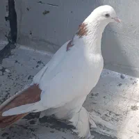 فروش بوینو گولی ساری گویوخ