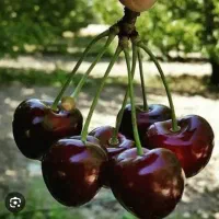گیلاس تکدانه 600 قیمت پایین