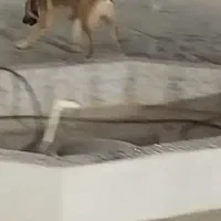 دوعدد سگ ژرمن|سگ|بوشهر, |دیوار