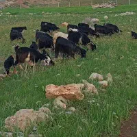 فروش بز