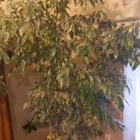 گل و گیاه خانگی بزرگ|گل و گیاه طبیعی|اسکو, |دیوار