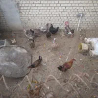 مرغ و خروس  بزرگ